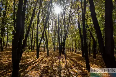 Пенсионер и подросток потерялись в лесу на Кубани