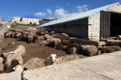 Дагестанцам запретили держать овец рядом с домом