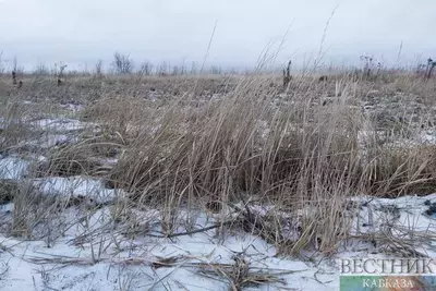 Волгоградская область подсчитывает ущерб от майских заморозков