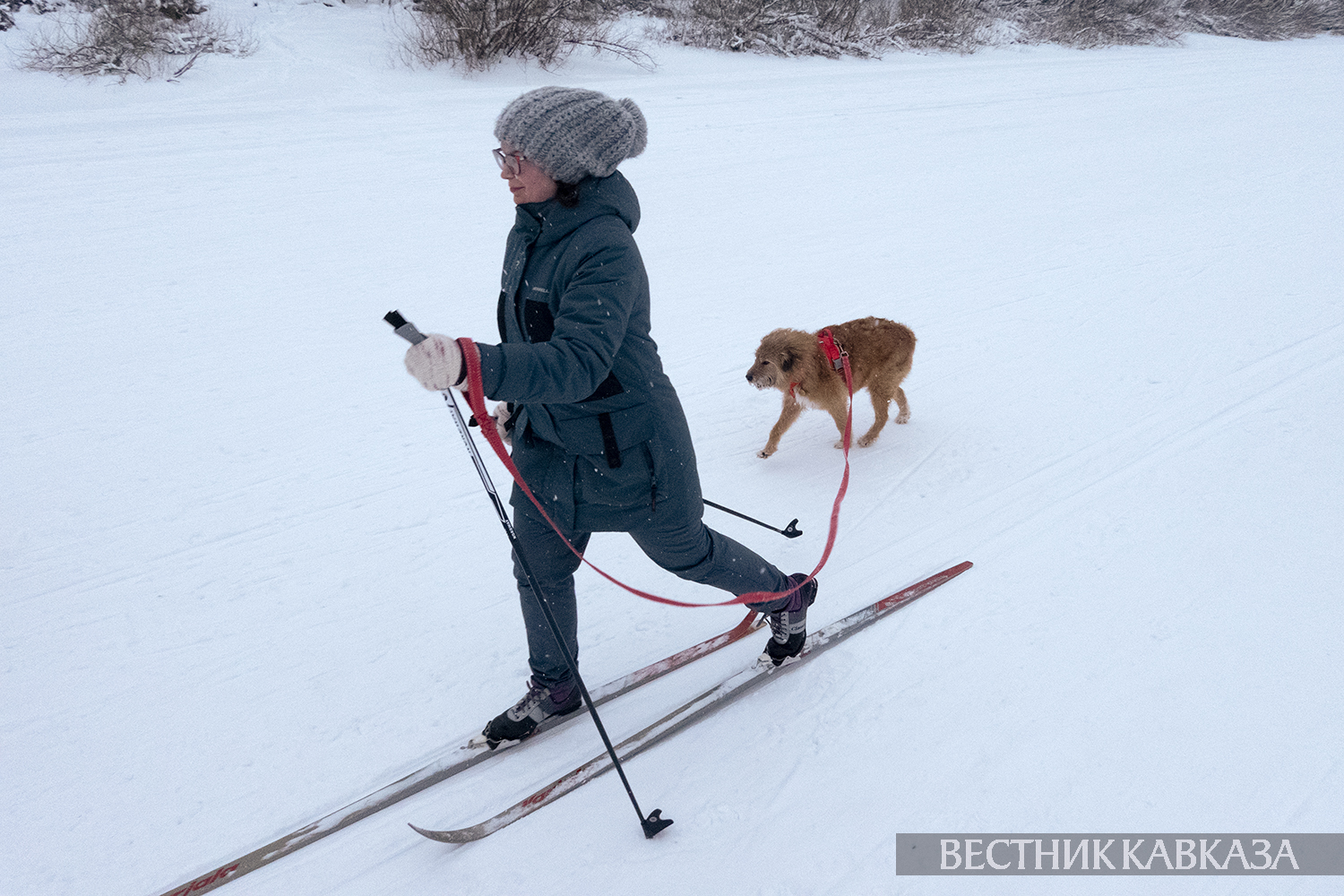 Лыжница с собакой