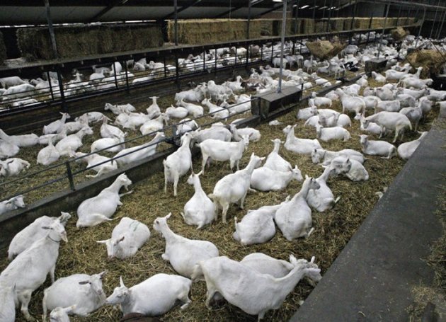 Тысячу нидерландских коз доставили на Ставрополье