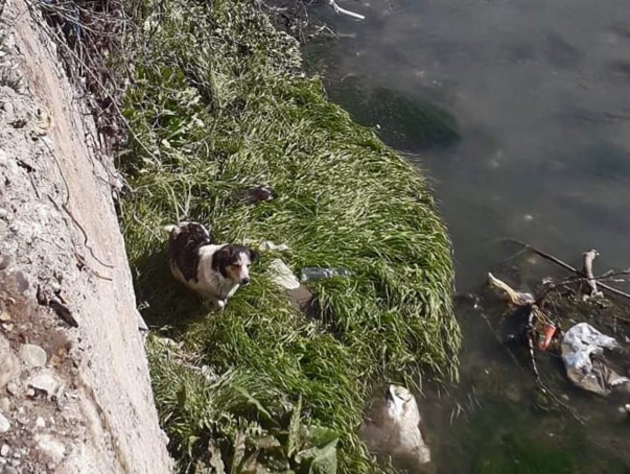Спасатели помогли двум собакам за день в Грузии