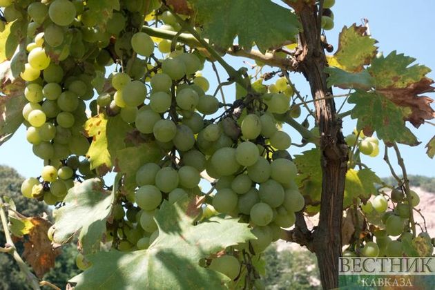 В Дагестане за сезон заложат 900 га виноградников