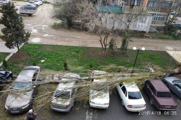 Вырванное ветром дерево в Каспийске "разлеглось" на шести автомобилях