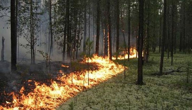 В Боржомском ущелье горит лес 