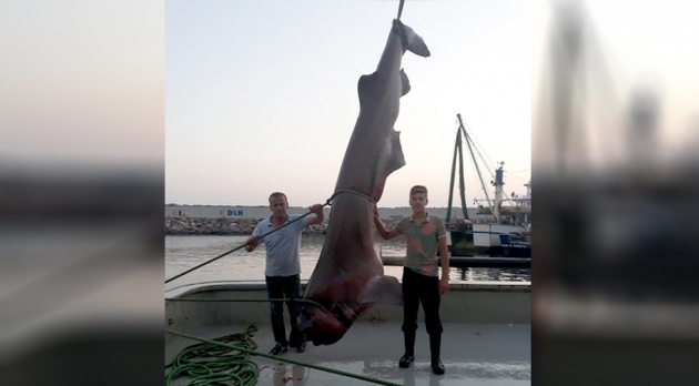 Пятиметровую акулу поймали в Чанаккале