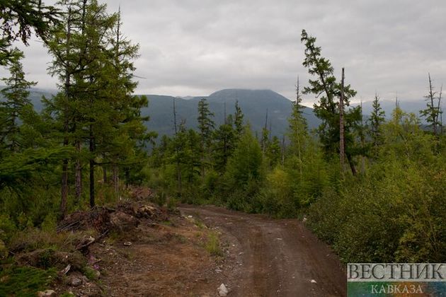 Более 250 фактов нелегальной вырубки обнаружили в Грузии за месяц