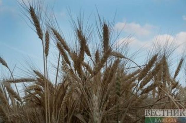 Ставропольским аграриям дадут 370 млн рублей субсидии 