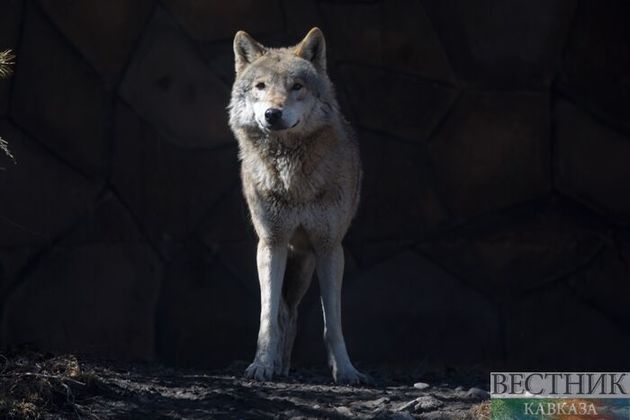 Голодные волки замечены в населенных пунктах Ставрополя 