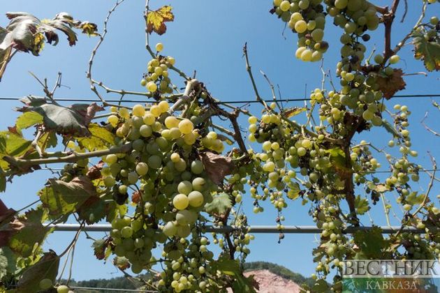 Крымская "Массандра" из-за засухи потеряет пятую часть урожая винограда
