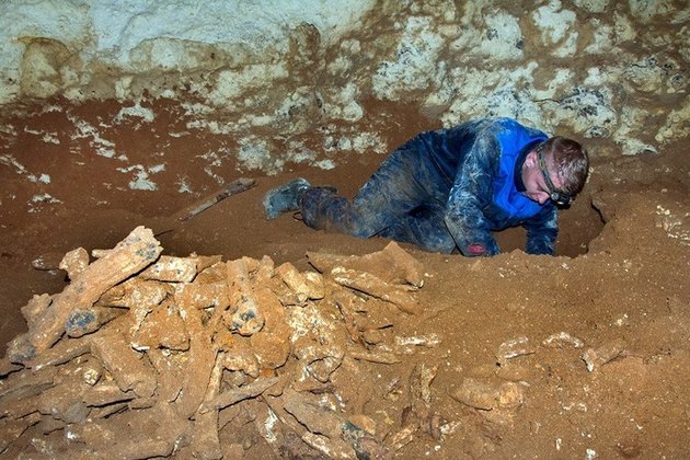 Крымские ученые идентифицировали скелеты волков из пещеры "Таврида" 