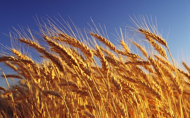 Фейковая пшеница лишила жителя КБР миллиона рублей