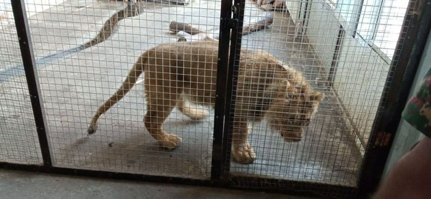 Настоящего льва нашли во дворе у жителя Коканда (ФОТО)