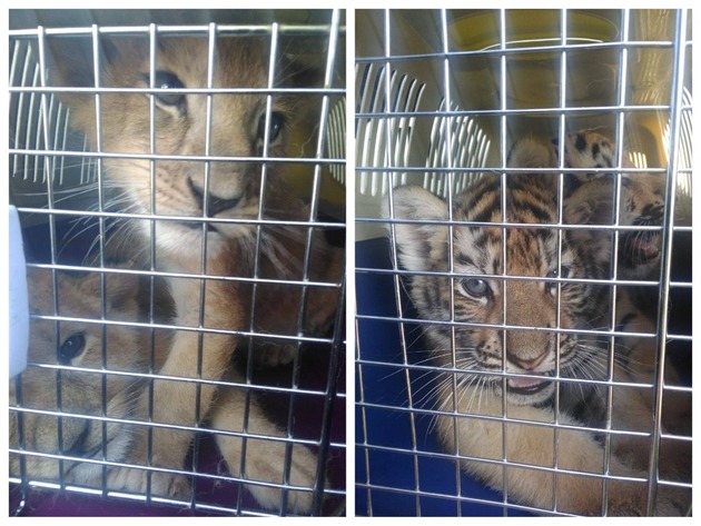 Таможенники не дали незаконно вывезти львят и тигрят из России