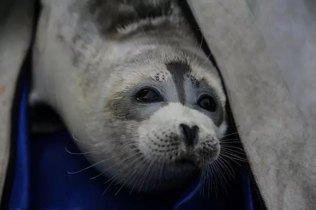 На берег Каспия в Казахстане выбросило почти 80 мертвых тюленей
