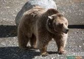 Медведя спасли из бродячего цирка в Имерети