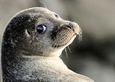 В Дагестане на берегу Каспия обнаружили мертвых тюленей
