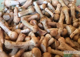 Сеть &quot;Магнит&quot; расширяет производство грибов в Краснодаре