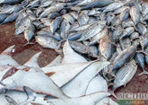 Казахстан вводит временный запрет на экспорт судака и сома