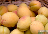 Грозы и град перебили часть урожая абрикосов в Дагестане