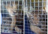 Таможенники не дали незаконно вывезти львят и тигрят из России