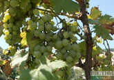 Дагестан соберет свыше 270 тыс тонн винограда