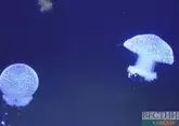 Азовские медузы могут стать деликатесным украшением стола