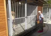 Приют для бездомных собак продолжают строить в Сочи