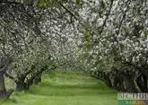 Ко Дню Победы в Тебердинском нацпарке посадили яблоневую аллею 