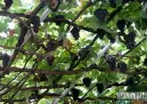 На Дону защитят коренные сорта винограда