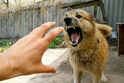 Суд позволил собаке кусать непрошеных гостей в Архангельске