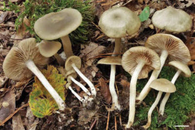 В Сочи в феврале вырос новый вид опасных грибов