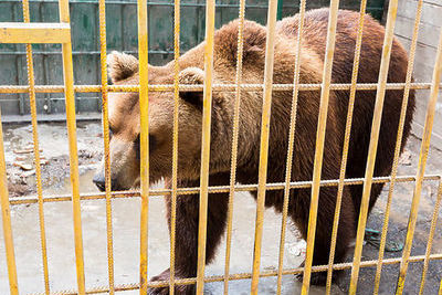 Волгоградские полицейские ищут сбежавшую медведицу