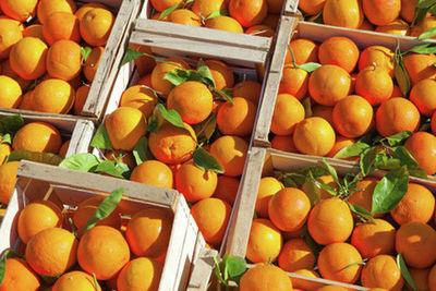 Россельхознадзор вернул Египту партию апельсинов с мухой-горбаткой