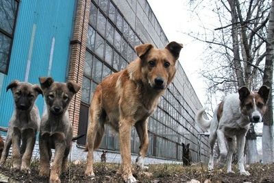 Армянские депутаты обеспокоены увеличением числа бродячих собак 