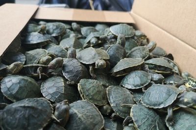 Тысячи черепах-нелегалов остановили на Верхнем Ларсе