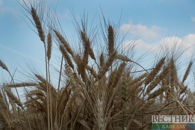 Осетинских аграриев ждет богатый урожай зерновых