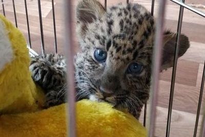 Контрабандист попробовал вывезти леопардов и тигра из Краснодара