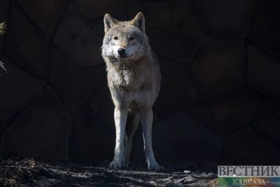 В Хунзахском районе волки сбросили в пропасть отару в 250 голов
