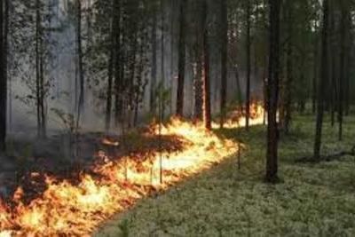 Лесной пожар на 60-70 га бушует в ущелье Дзама