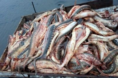 Донские правоохранители ищут браконьеров, наловивших рыбы на 4 млн рублей