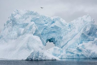 Чилийские ученые завезли коронавирус в Антарктиду