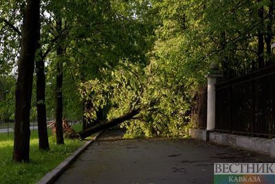 Сильный ветер повалил несколько деревьев в Москве
