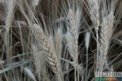 Хлеборобы Ингушетии на треть увеличили урожай зерновых 