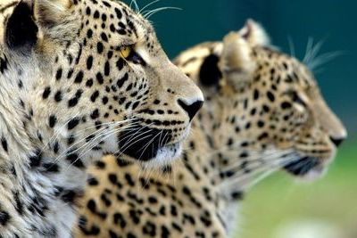 В природу Северной Осетии выпустят еще двух переднеазиатских леопардов