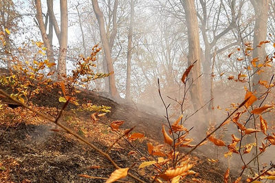 В Сунженском районе Ингушетии горит лес
