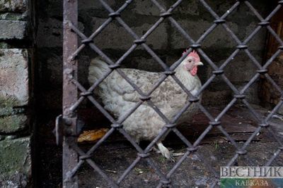 На Ставрополье из-за гриппа птиц уничтожат более 7,5 тыс яиц