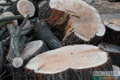 Предприниматель вырубил на ящики лес на 5 млн рублей в Кабардино-Балкарии (ВИДЕО)