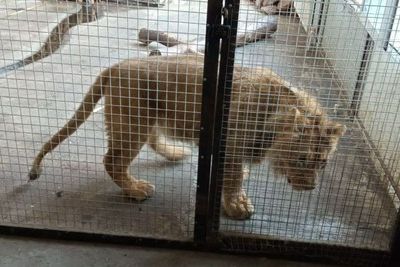 Настоящего льва нашли во дворе у жителя Коканда (ФОТО)