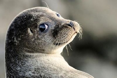 &quot;Мангуст&quot; спас от браконьеров 200 осетровых и каспийского тюленя